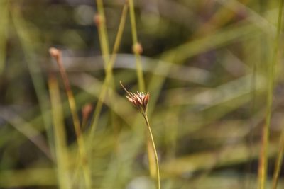 Rhynchospora alba, photographed by Игорь Васильев