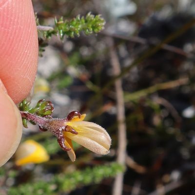 Aspalathus juniperina, photographed by Diana Studer