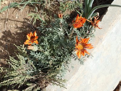 Gazania leiopoda, photographed by Peter Warren