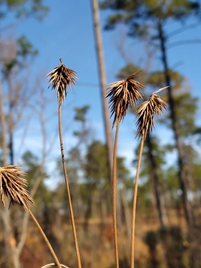 Cyperus plukenetii, photographed by Scott Ward