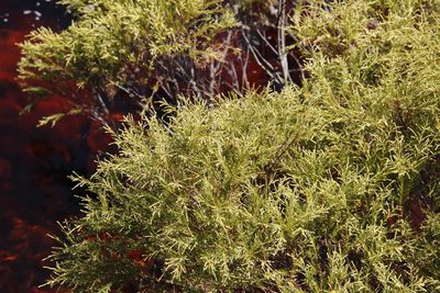 Brunia africana, photographed by Tony Rebelo