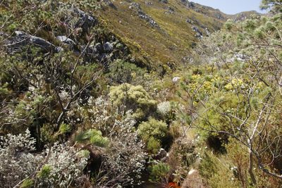 Brunia africana, photographed by Tony Rebelo