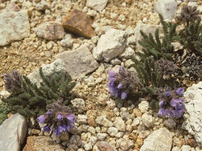 Polemonium chartaceum, photographed by Jim Morefield