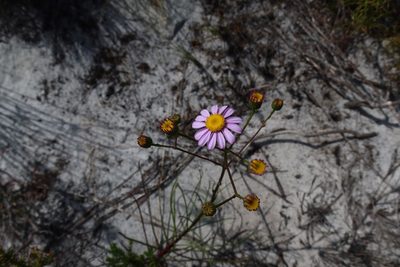 Senecio umbellatus, photographed by Diana Studer