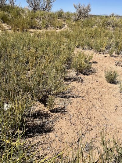Ephedra cutleri, photographed by Mark Pollock