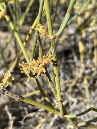 Ephedra cutleri, photographed by Mark Pollock