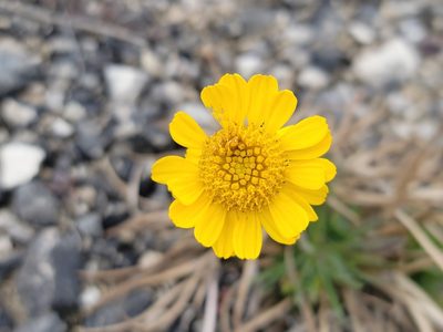 Tetraneuris herbacea, photographed by Elias