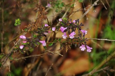 Clinopodium menthifolium, photographed by gwynmwilliams