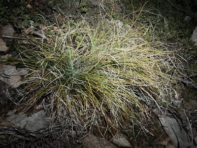Xerophyllum tenax, photographed by Caleb Catto