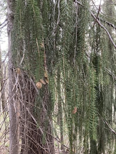 Picea breweriana, photographed by Caleb Catto
