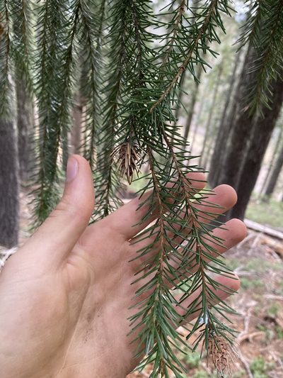 Picea breweriana, photographed by Caleb Catto