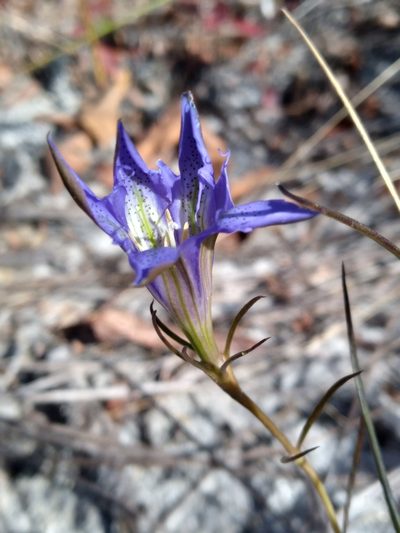 Gentiana autumnalis, photographed by Scott Ward