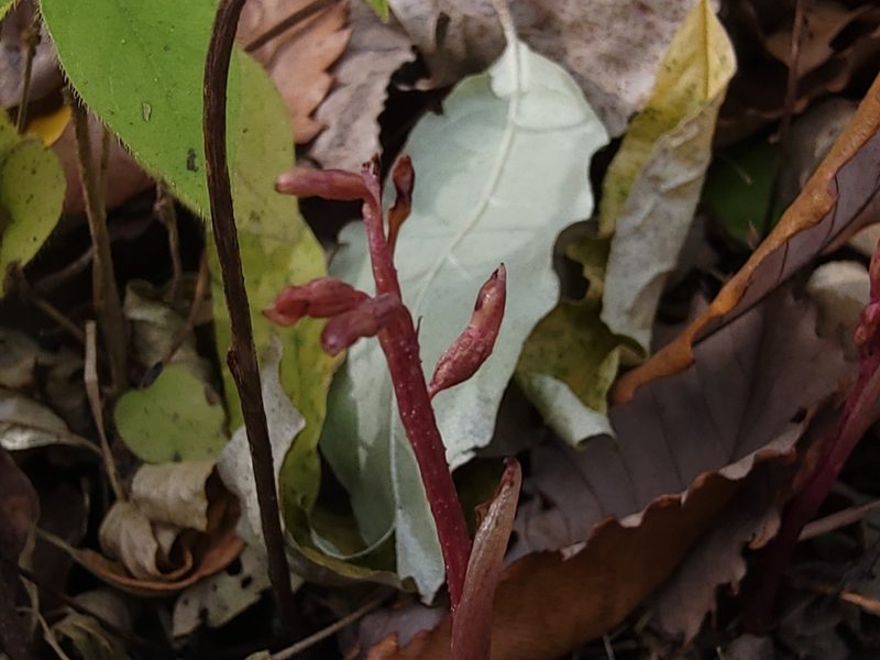 Corallorhiza odontorhiza, photographed by Elias