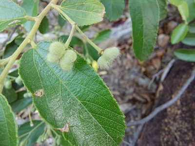Grewia rogersii, photographed by Manuel R Popp