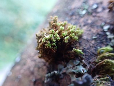 Ulota obtusiuscula, photographed by Randal