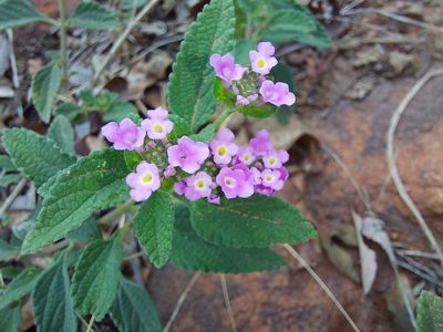 Lantana rugosa, photographed by Manuel R Popp