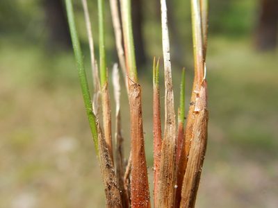 Juncus drummondii, photographed by Matt Lavin