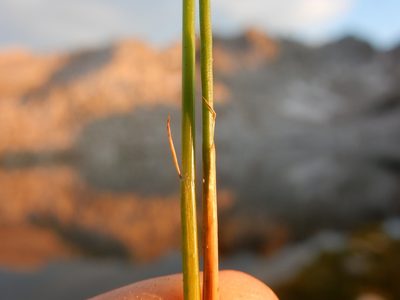 Juncus drummondii, photographed by Matt Lavin