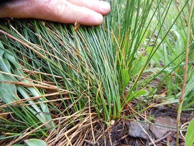 Juncus drummondii, photographed by Matt Lavin