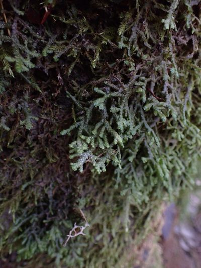 Porella cordaeana, photographed by Randal