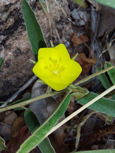 Melhania prostrata, photographed by Manuel R Popp