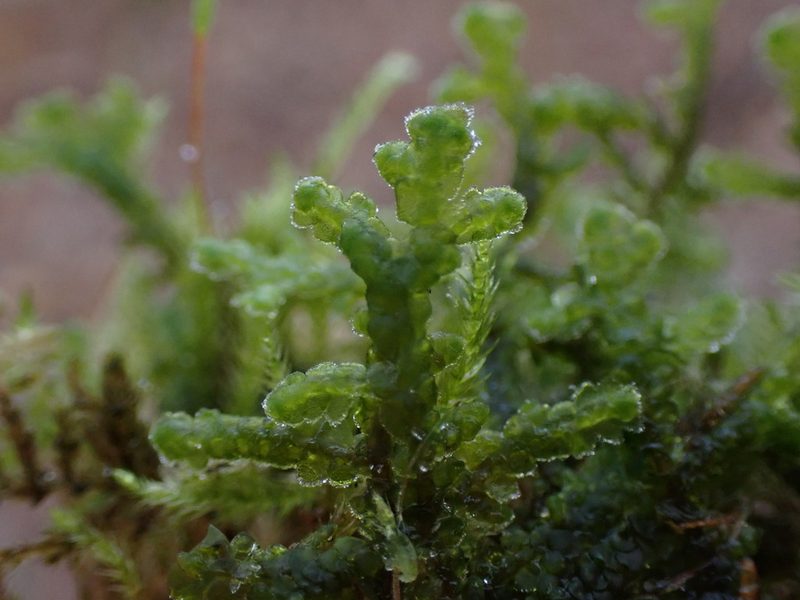 Porella cordaeana, photographed by Randal