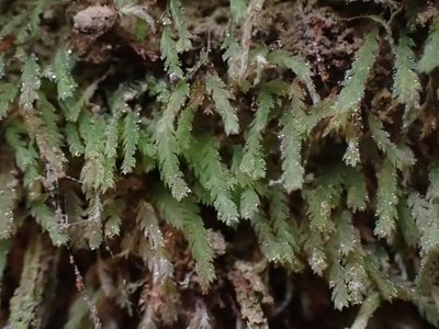 Schistostega pennata, photographed by Randal