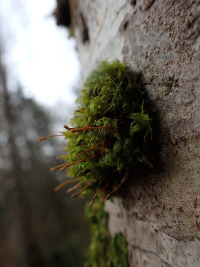 Ulota obtusiuscula, photographed by Randal