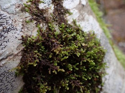 Frullania nisquallensis, photographed by Randal