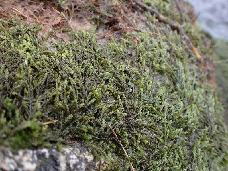 Hygrohypnella bestii, photographed by Randal