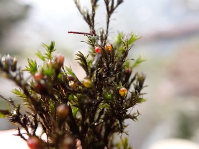 Schistidium rivulare, photographed by Randal