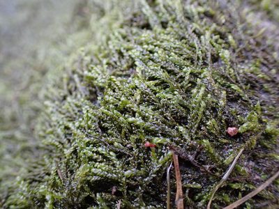 Hygrohypnella bestii, photographed by Randal