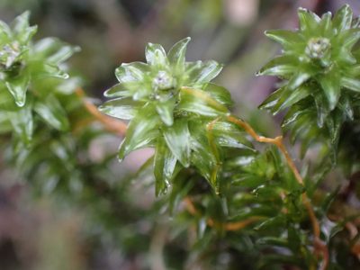 Scouleria aquatica, photographed by Randal