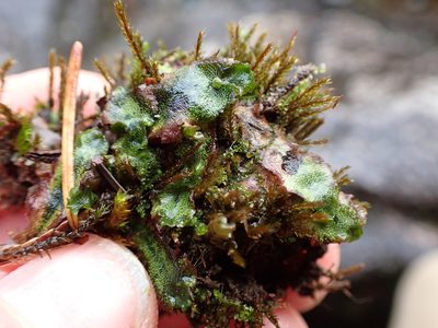 Marchantia quadrata, photographed by Randal