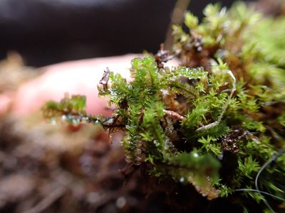Trilophozia quinquedentata, photographed by Randal