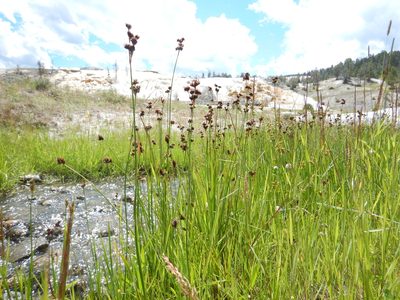 Juncus ensifolius, photographed by Matt Lavin