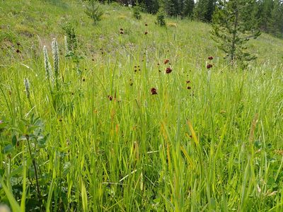 Juncus ensifolius, photographed by Matt Lavin