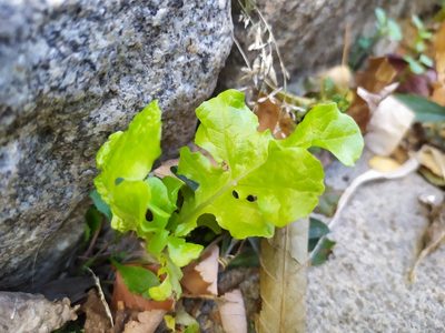 Lactuca sativa, photographed by carnifex