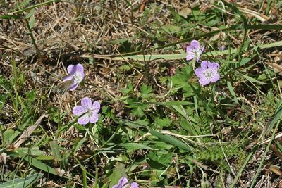 Geranium collinum, photographed by Oleg Kosterin