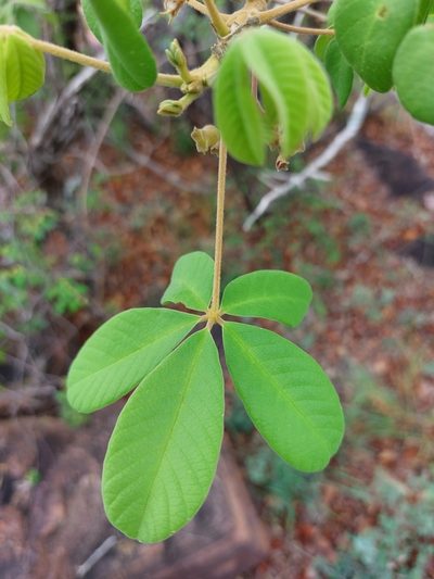 Vitex pooara, photographed by Manuel R Popp