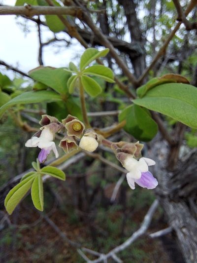 Vitex pooara, photographed by Manuel R Popp