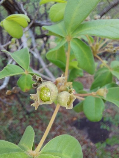 Vitex pooara, photographed by Manuel R Popp
