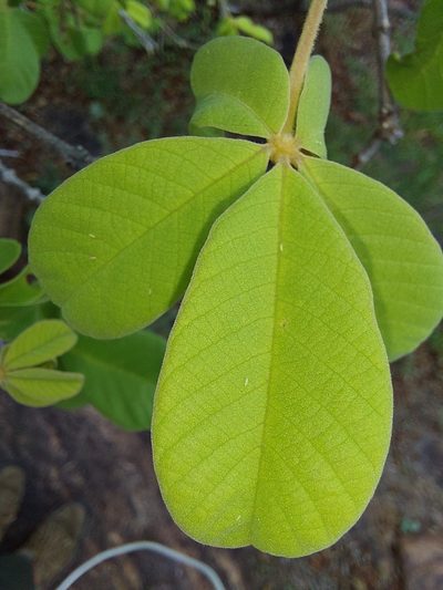 Vitex pooara, photographed by Manuel R Popp