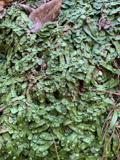 Plagiochasma crenulatum, photographed by Brandon Corder