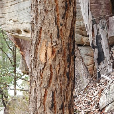 Corymbia eximia, photographed by ronavery
