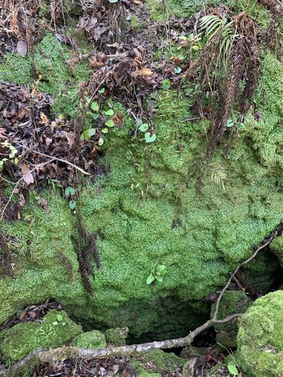 Plagiochasma crenulatum, photographed by Brandon Corder
