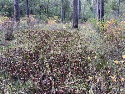 Darlingtonia californica, photographed by Caleb Catto
