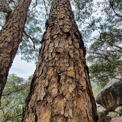 Corymbia eximia, photographed by ronavery