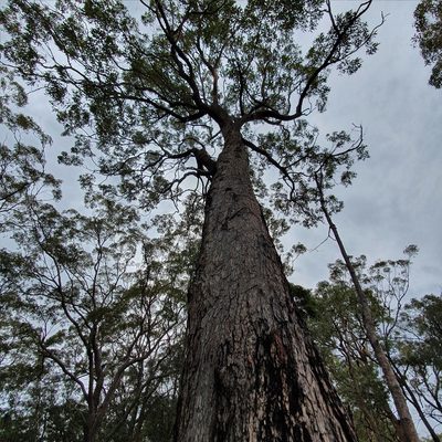 Corymbia gummifera, photographed by ronavery