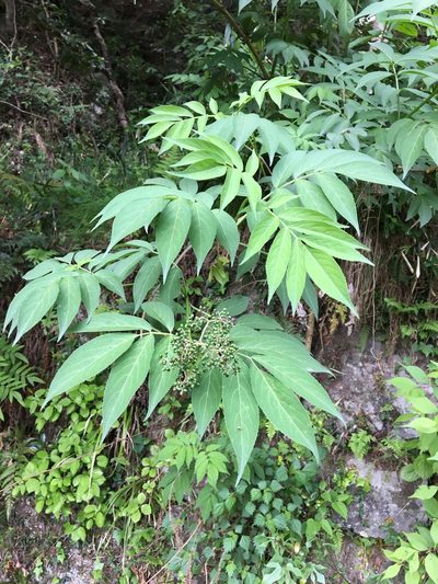 Sambucus sieboldiana, photographed by Yoshihiro Tokue